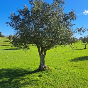 Grown-Up - Olive Tree Sponsor Subscription